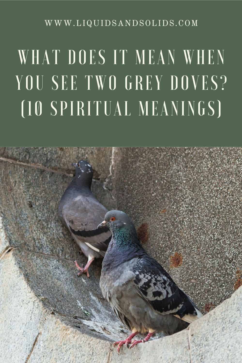 What Does It Mean When You See Two Grey Doves? (10 Spiritual Meanings)