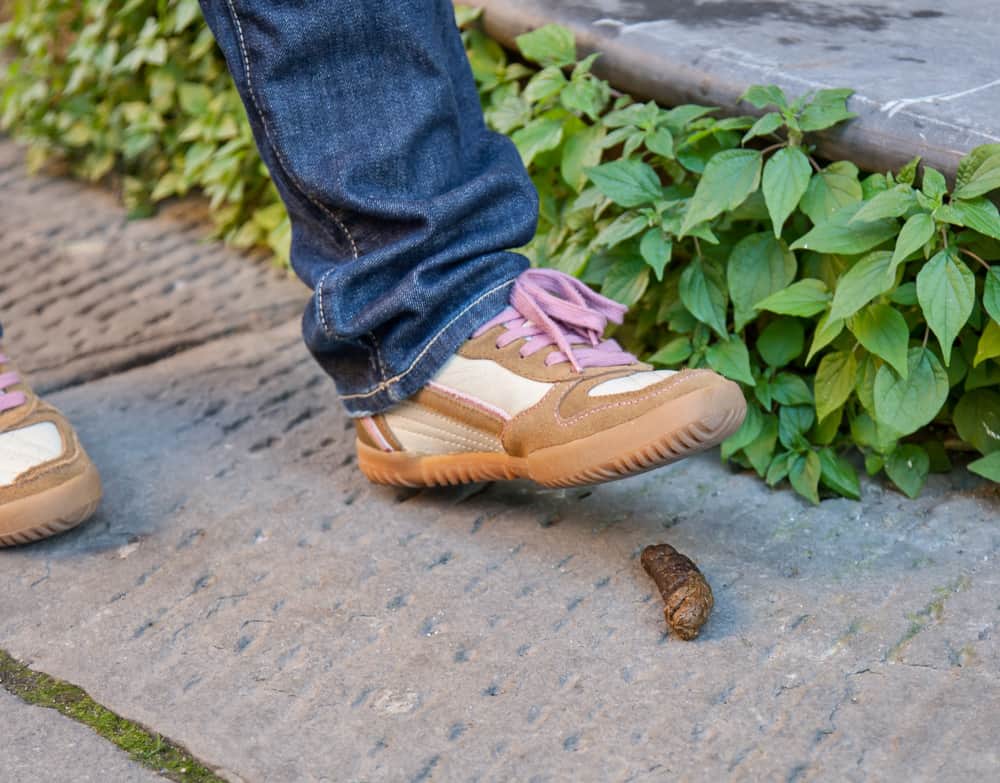 What Does It Mean When You Stepping On A Dog Poop