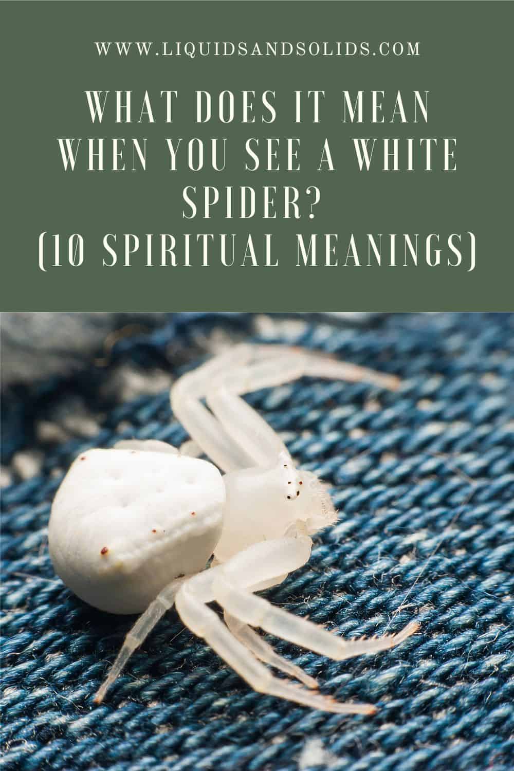 What Does Seeing a White Spider Mean