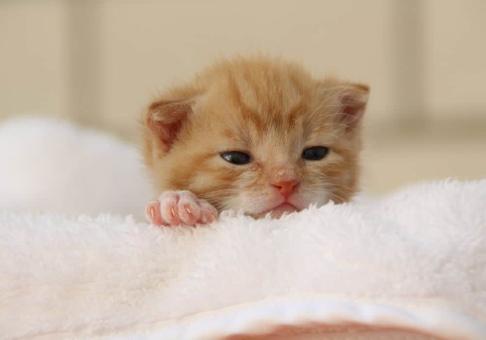 What Dreaming About Kittens Says About How You’re Feeling