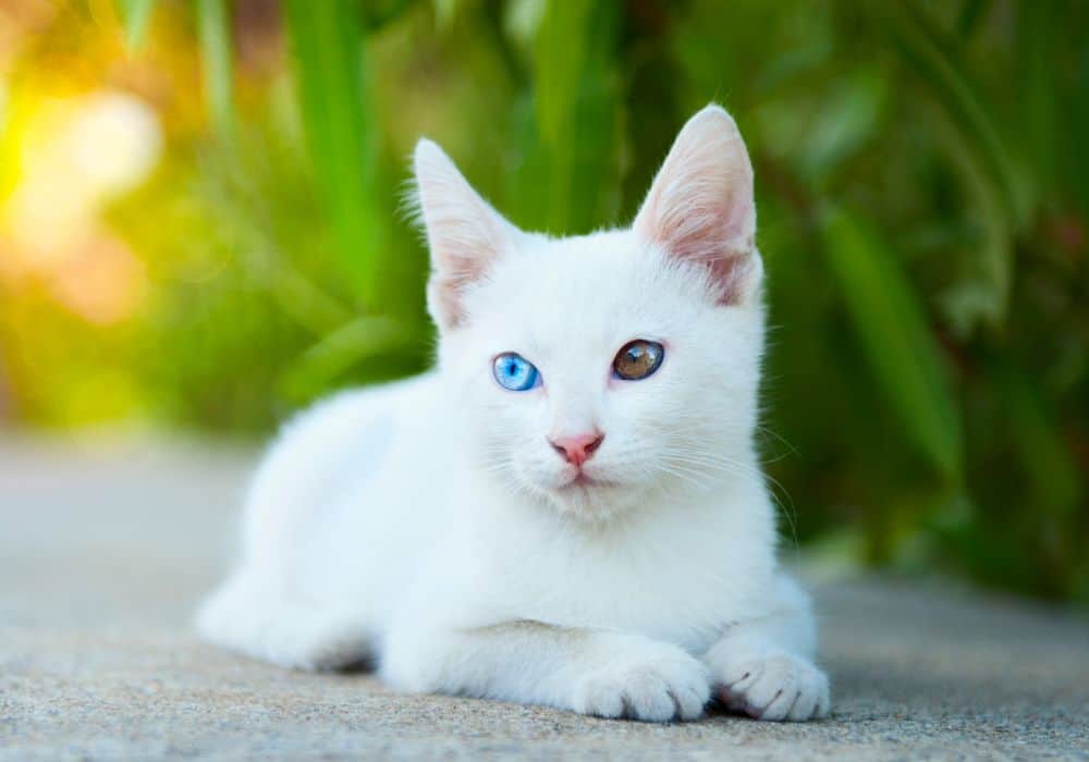 What are other interpretations when you see a white cat