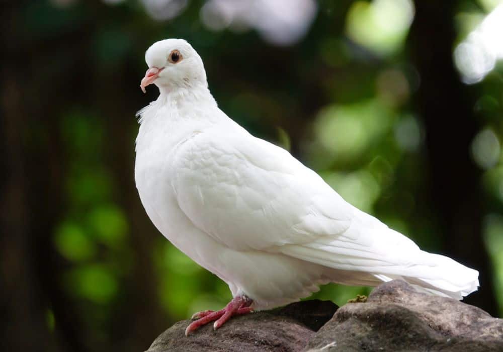 What does it mean when a white pigeon appears before you?