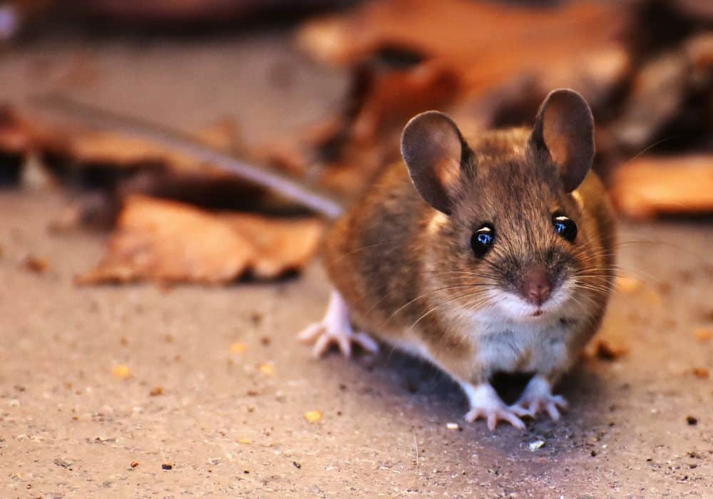 What does it mean when you encounter a mouse