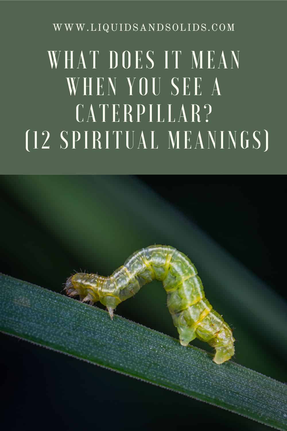 What does it mean when you see a caterpillar?