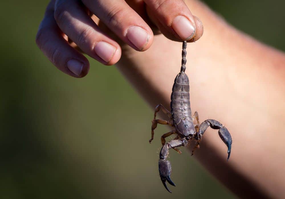 You are ready to take control of your life if you kill a scorpion in your dream