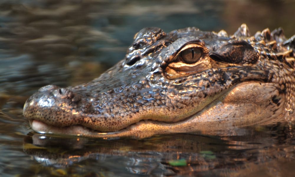 alligator symbolism