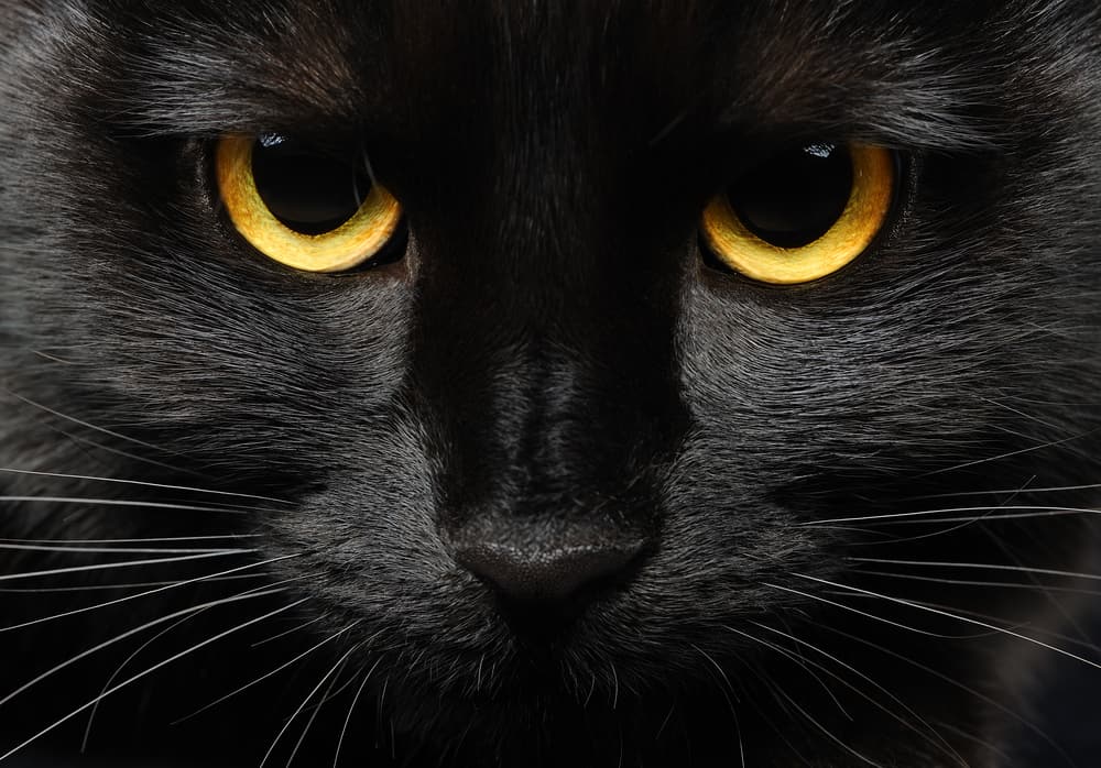 what does it mean when a black cat stares at you