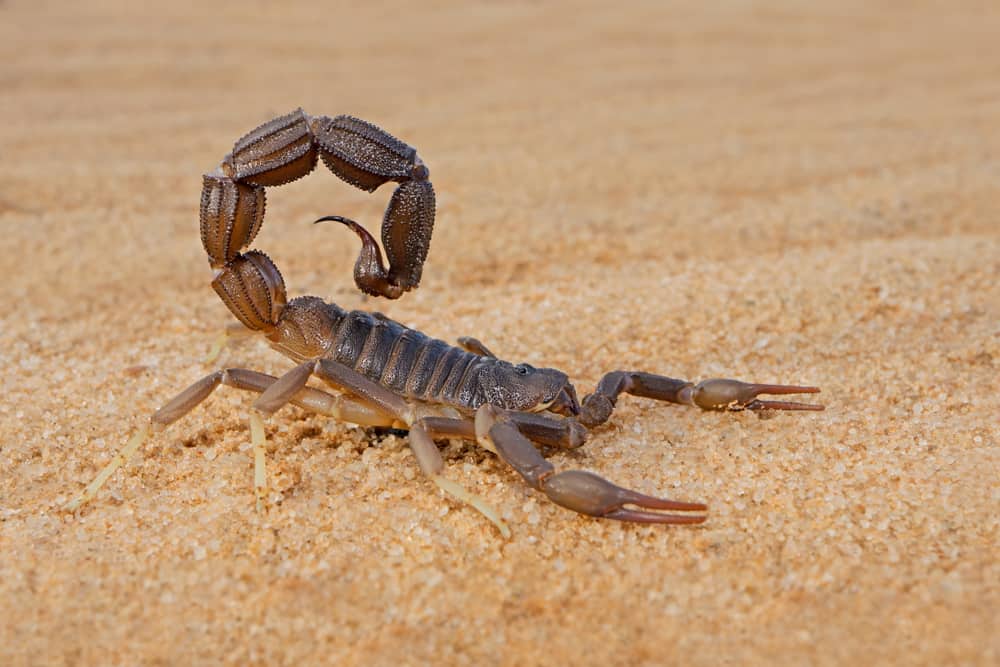 what does it mean when a scorpion crosses your path