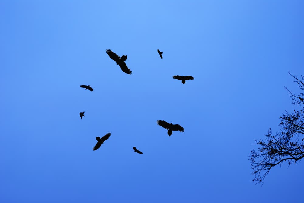 what does it mean when birds fly in a circle