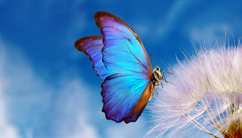 What Does It Mean When You Dream About Butterflies? (7 ...