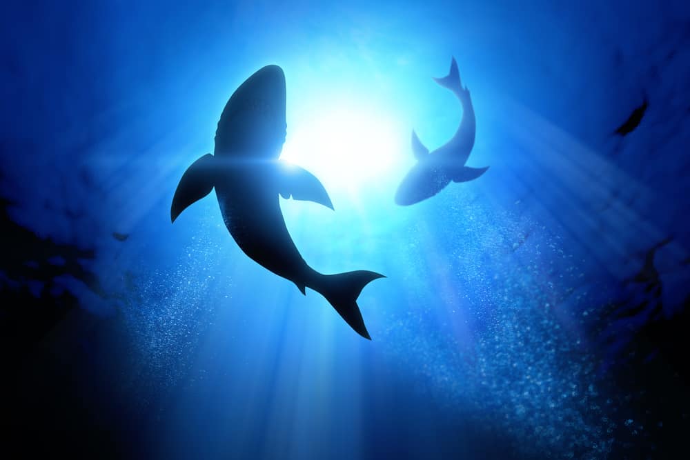 what does it mean when you dream about sharks