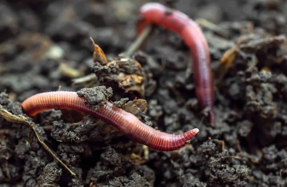what does it mean when you dream about worms
