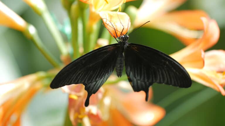 what does it mean when you see a black butterfly