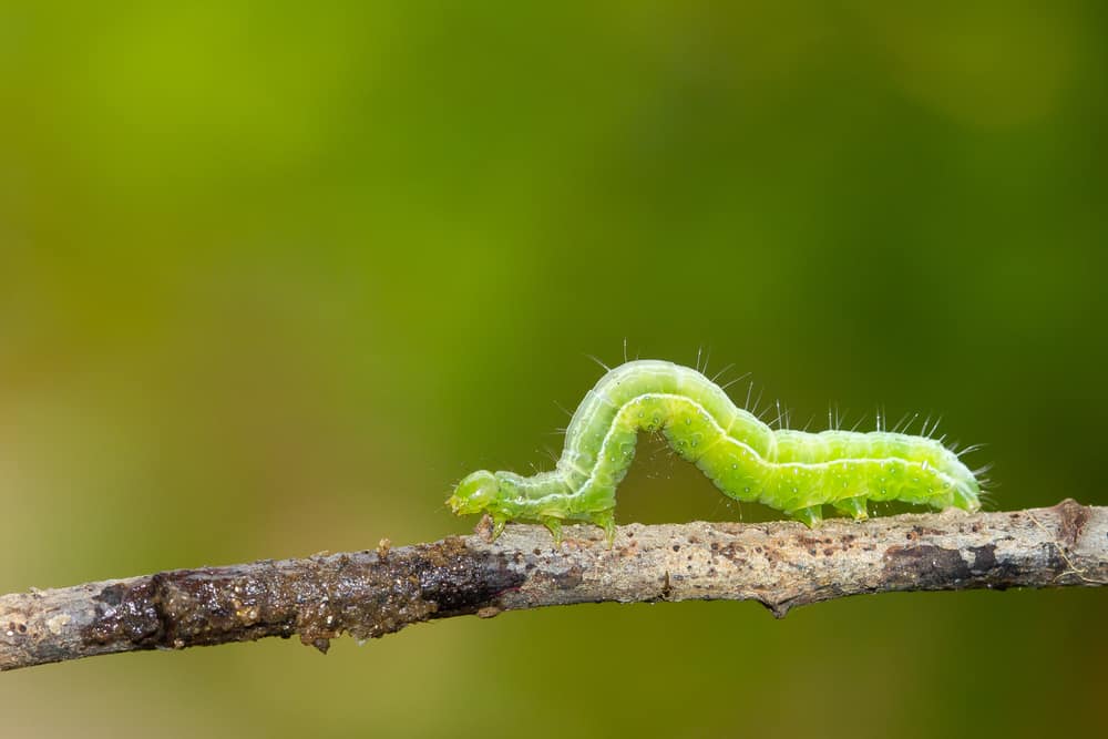 what does it mean when you see a caterpillar