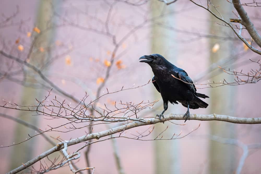 what does it mean when you see a crows