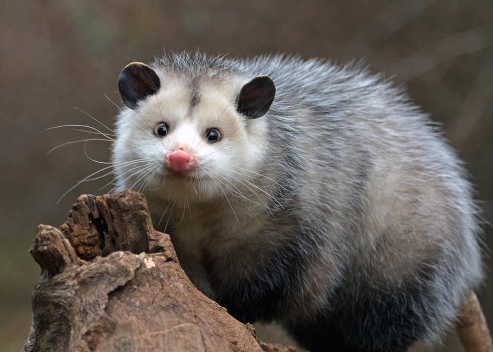 what does it mean when you see a possum