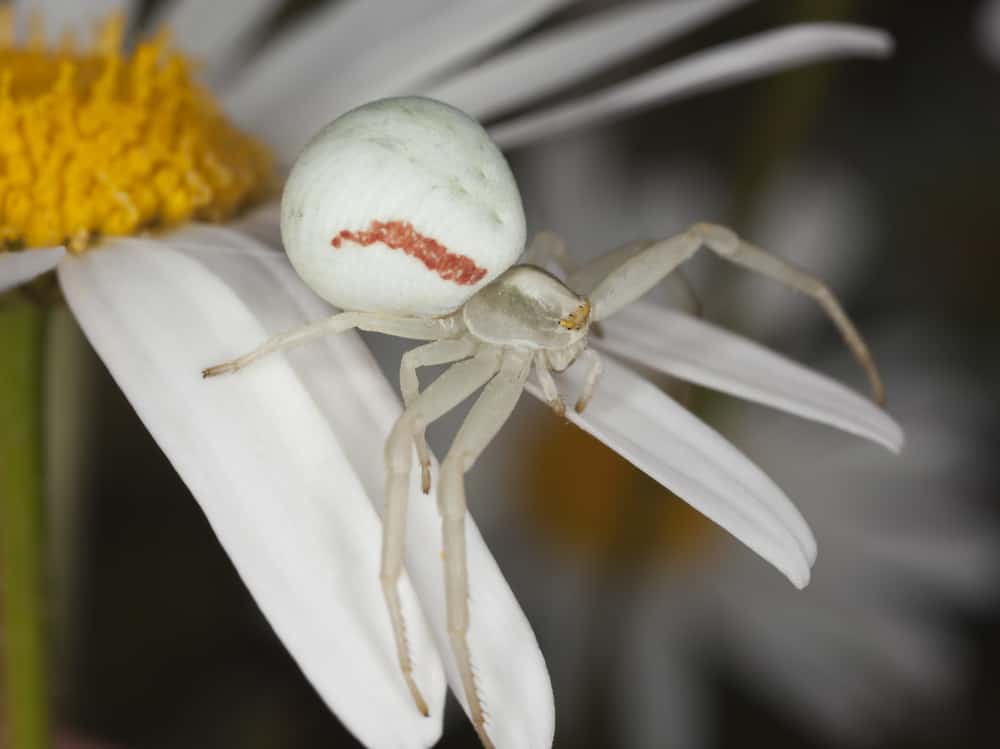 what does it mean when you see a white spider