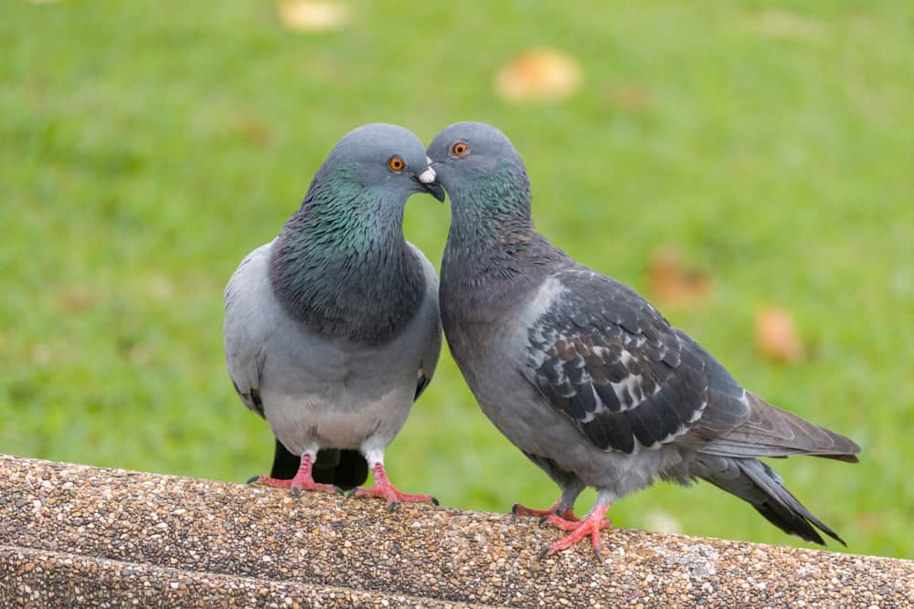 what does it mean when you see two grey doves