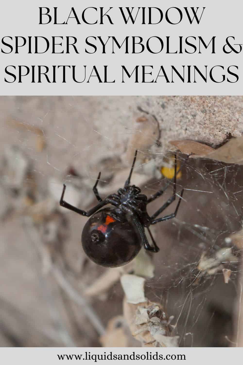 Black Widow Spider Symbolism & Spiritual Meanings