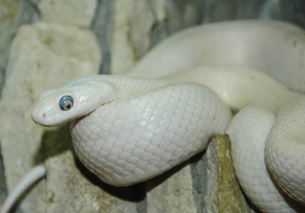 Happiness and good fortune are ahead if you dream of a white and yellow snake