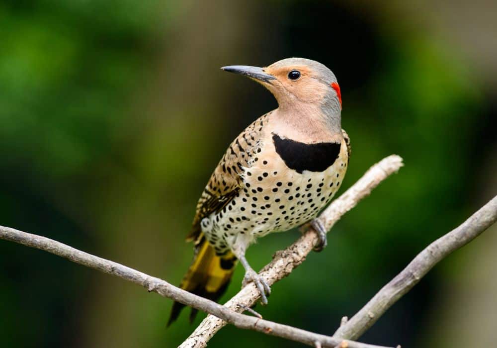 Northern Flicker Symbolism in Different Cultures
