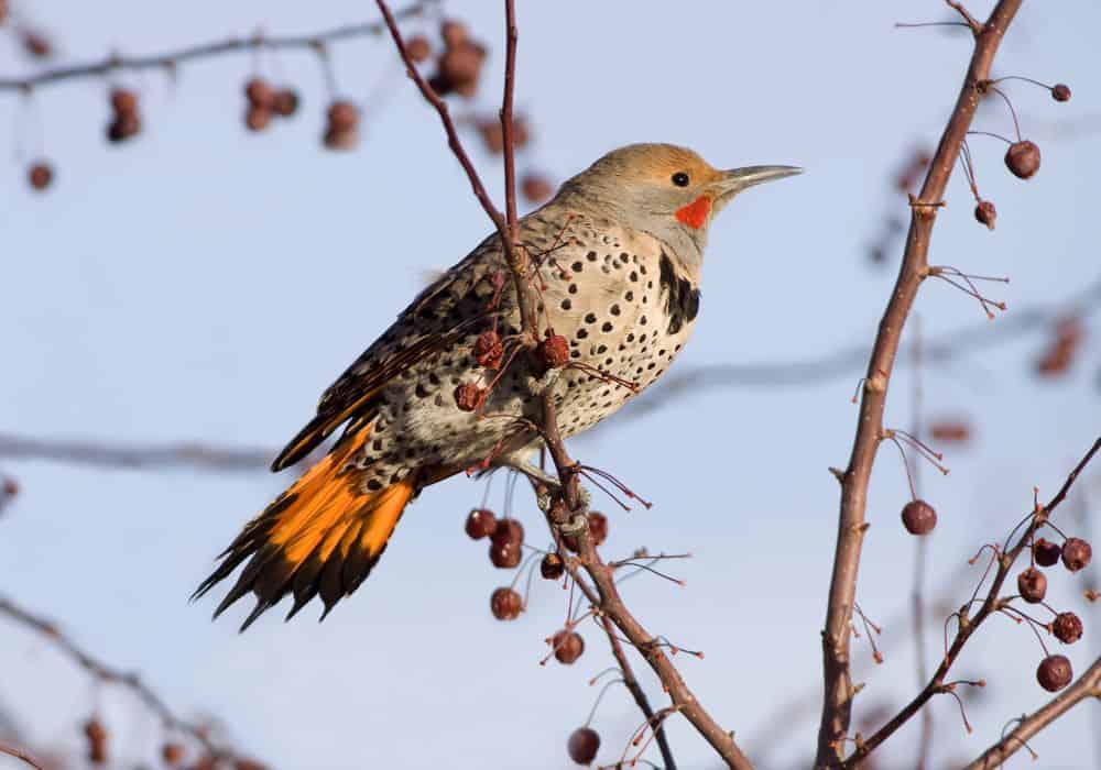 Northern Flicker in Your Dream Meaning