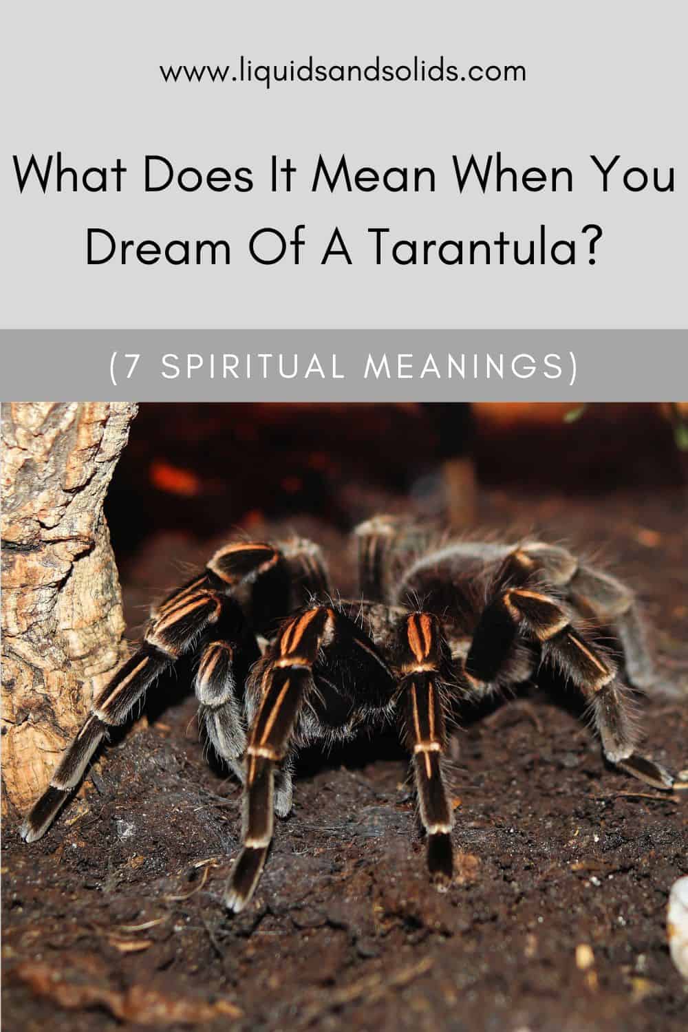 Tarantula Dream Meaning