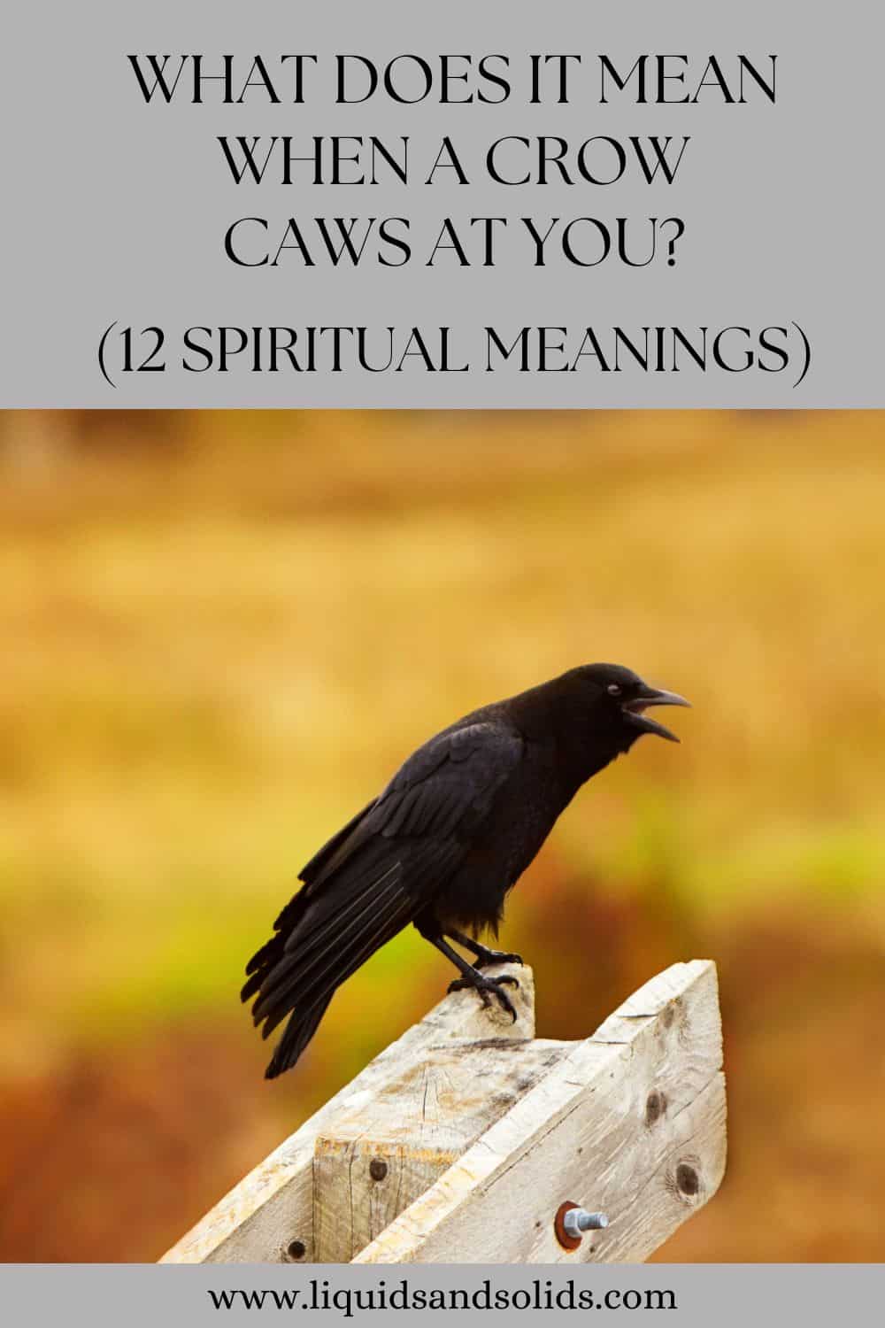 What Does It Mean When A Crow Caws at You? (12 Spiritual Meanings)