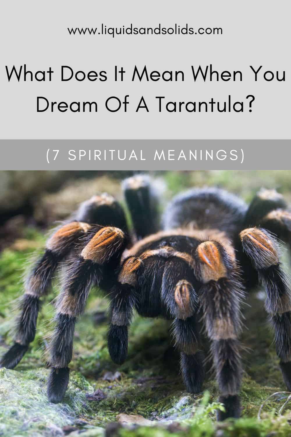 What Does It Mean When You Dream Of A Tarantula? (7 Spiritual Meanings)