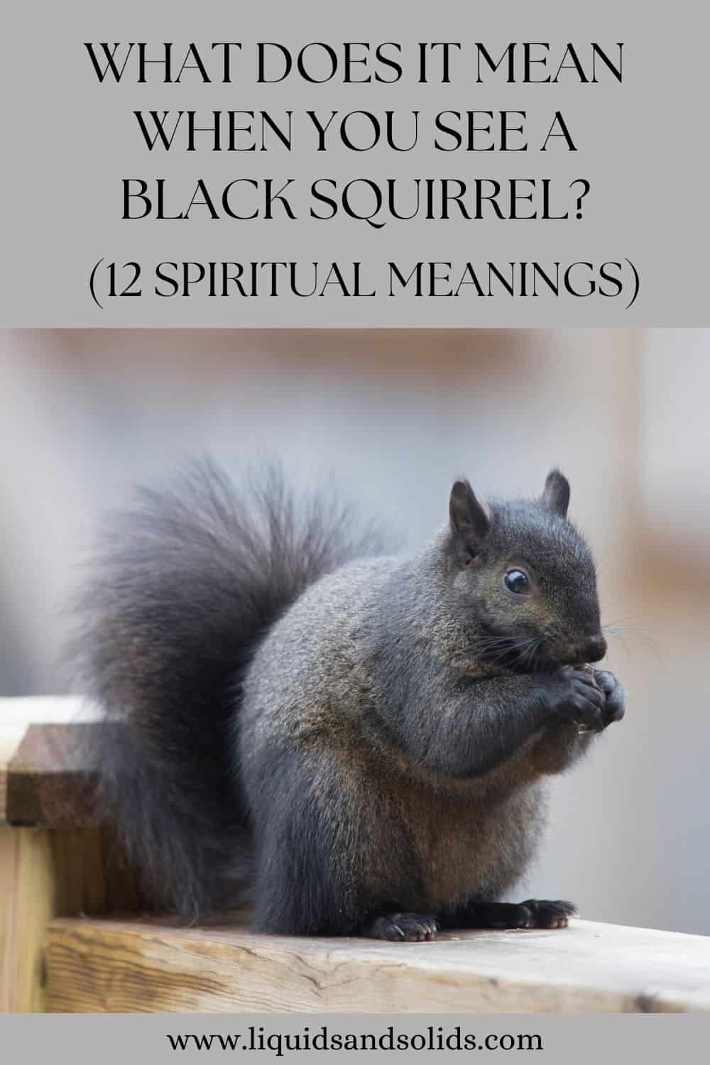 What Does It Mean When You See A Black Squirrel? (12 Spiritual Meanings)