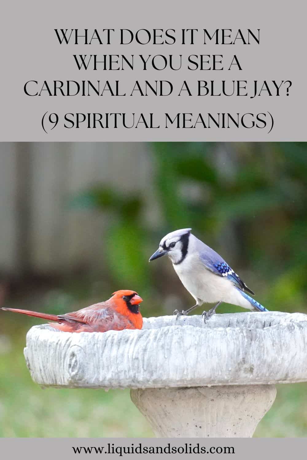 What Does It Mean When You See A Cardinal And A Blue Jay? (9 Spiritual Meanings)