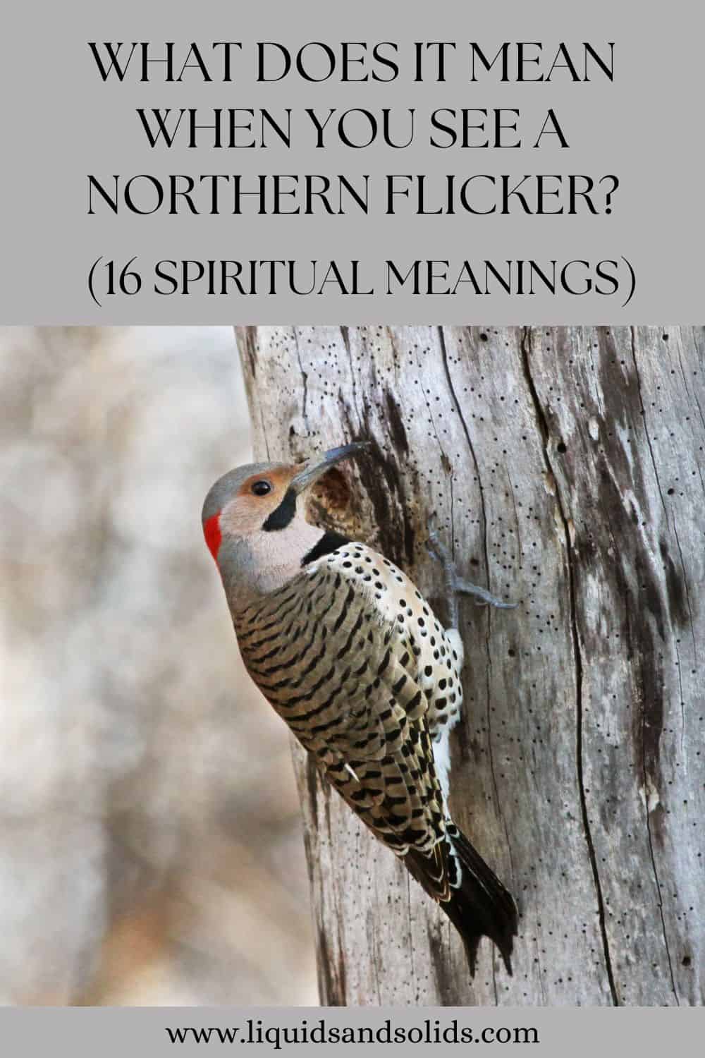 What Does It Mean When You See a Northern Flicker? (16 Spiritual Meanings)