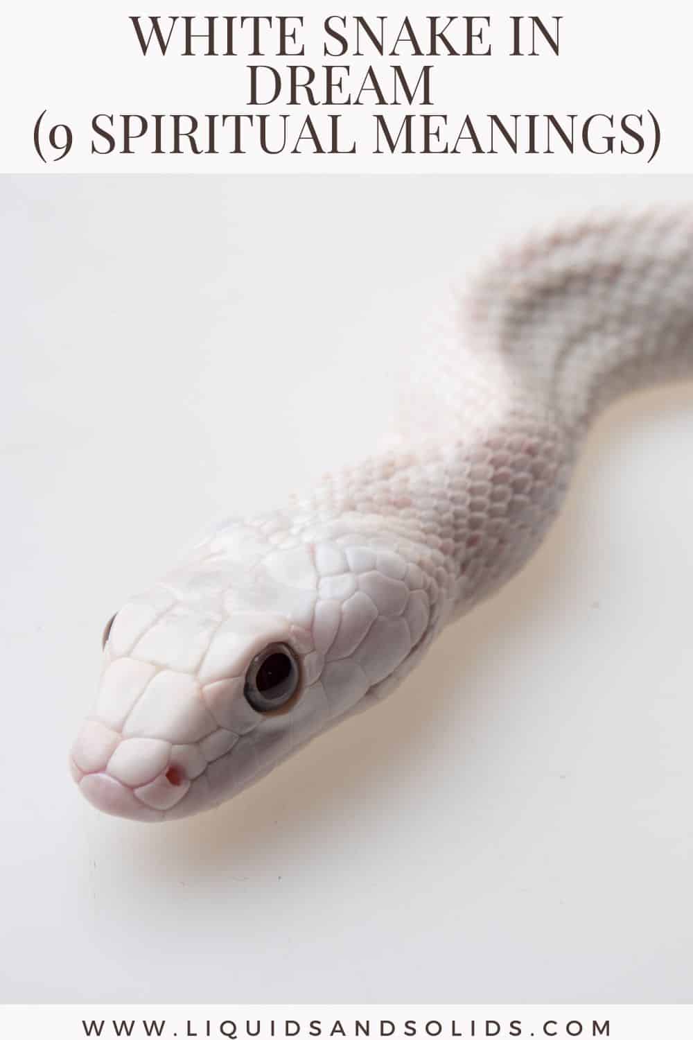 What’s the meaning of seeing a white snake in a dream