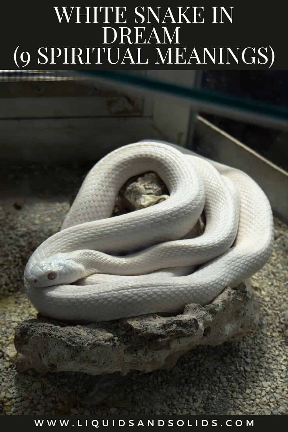 White Snake In Dream (9 Spiritual Meanings)