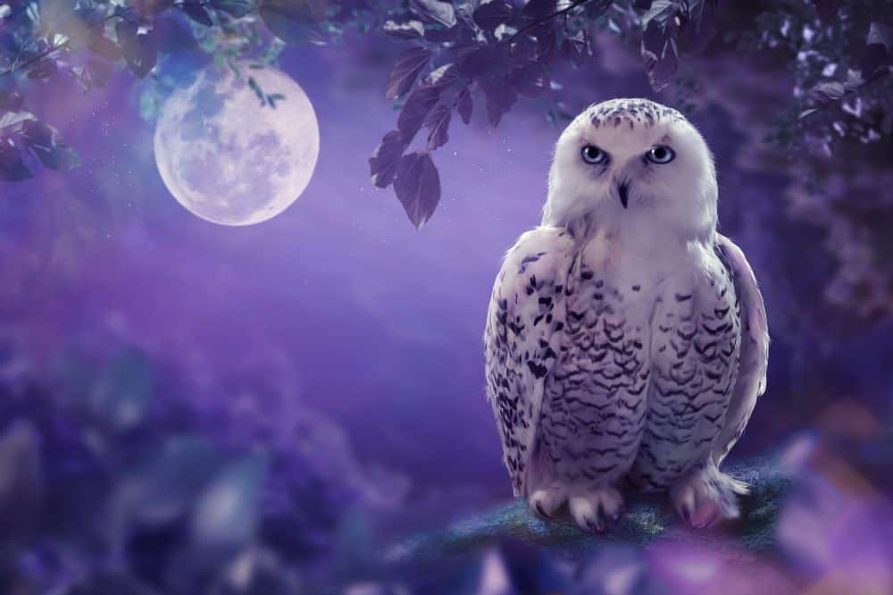 owl dream meaning