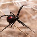spiritual-meaning-of-seeing-a-black-widow-spider