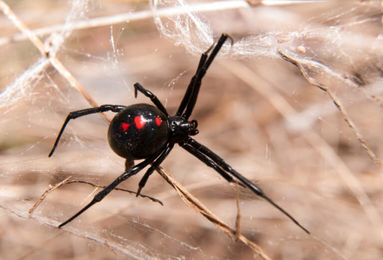 spiritual-meaning-of-seeing-a-black-widow-spider