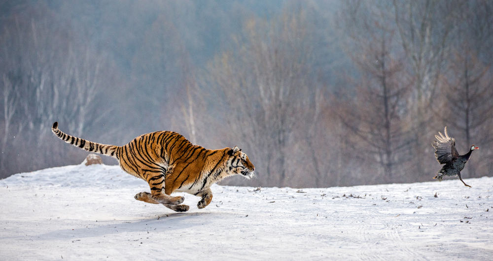 tiger attack dream