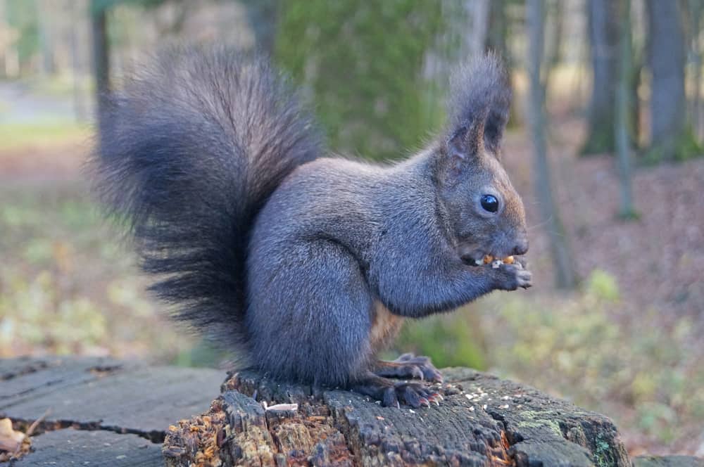 what does it mean when you see a black squirrel