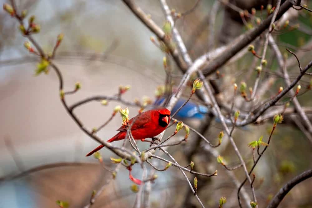 what does it mean when you see a cardinal and a blue jay