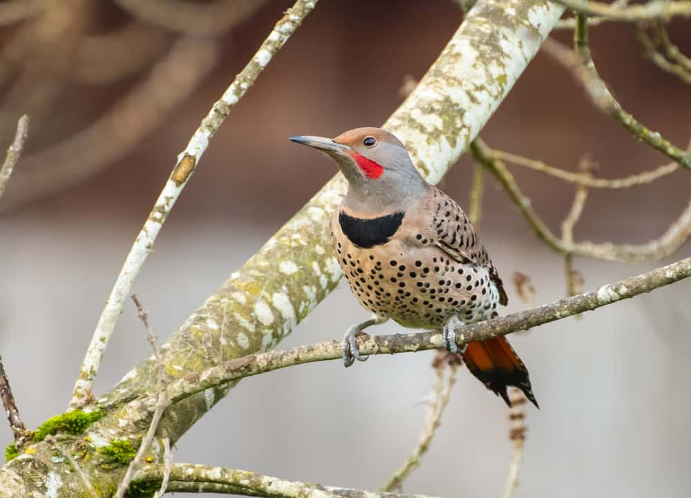 what does it mean when you see a northern flicker
