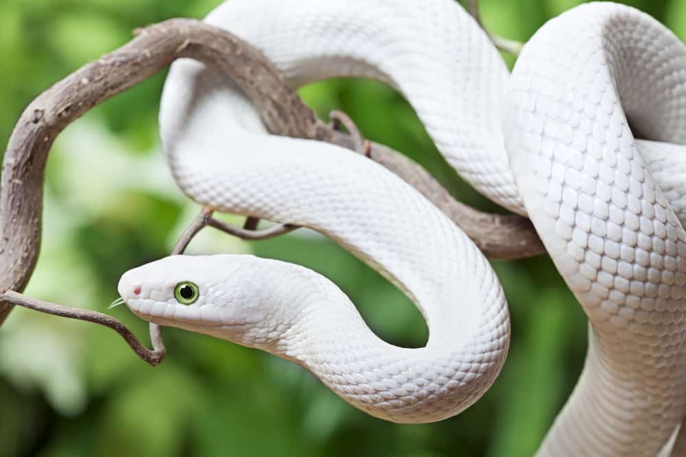 white snake in a dream