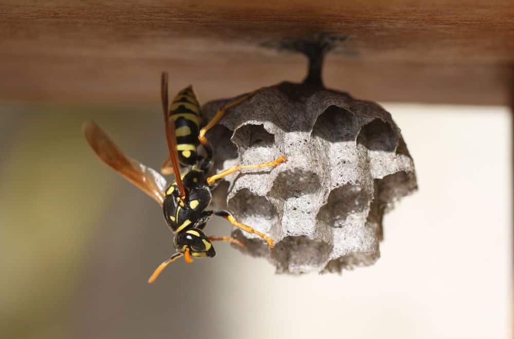 9 Spiritual Meanings of Wasp