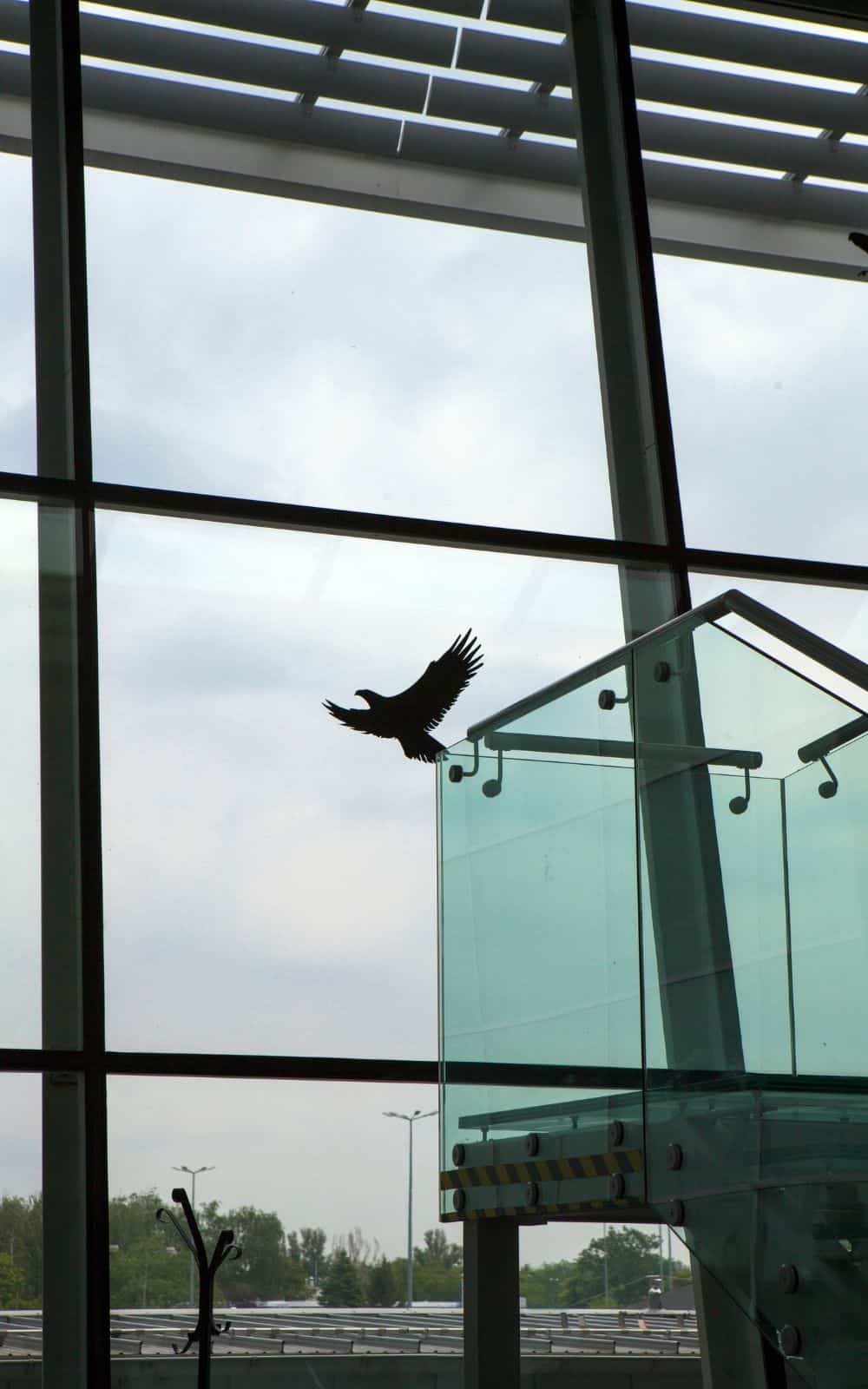 How to interpret a bird hitting your window