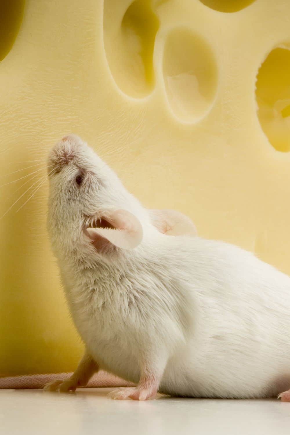 Interpreting a dream of a white mouse