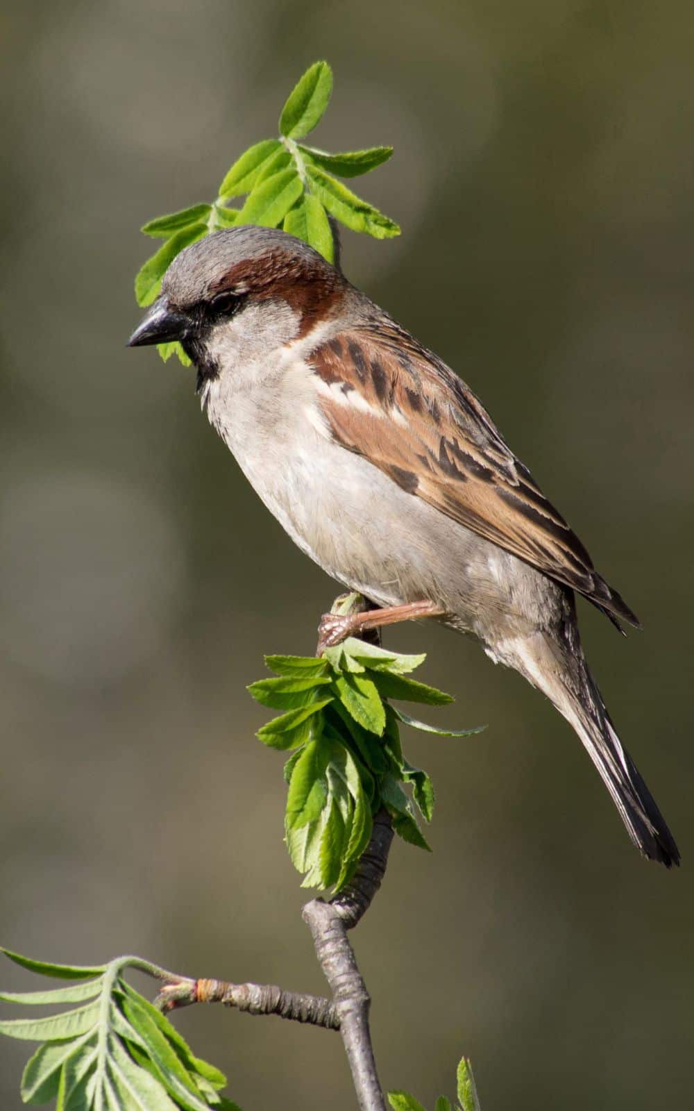 Sparrow symbolism