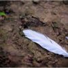 Spiritual Meaning of a White Feather