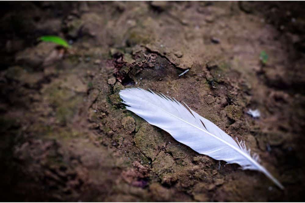 Spiritual Meaning of a White Feather