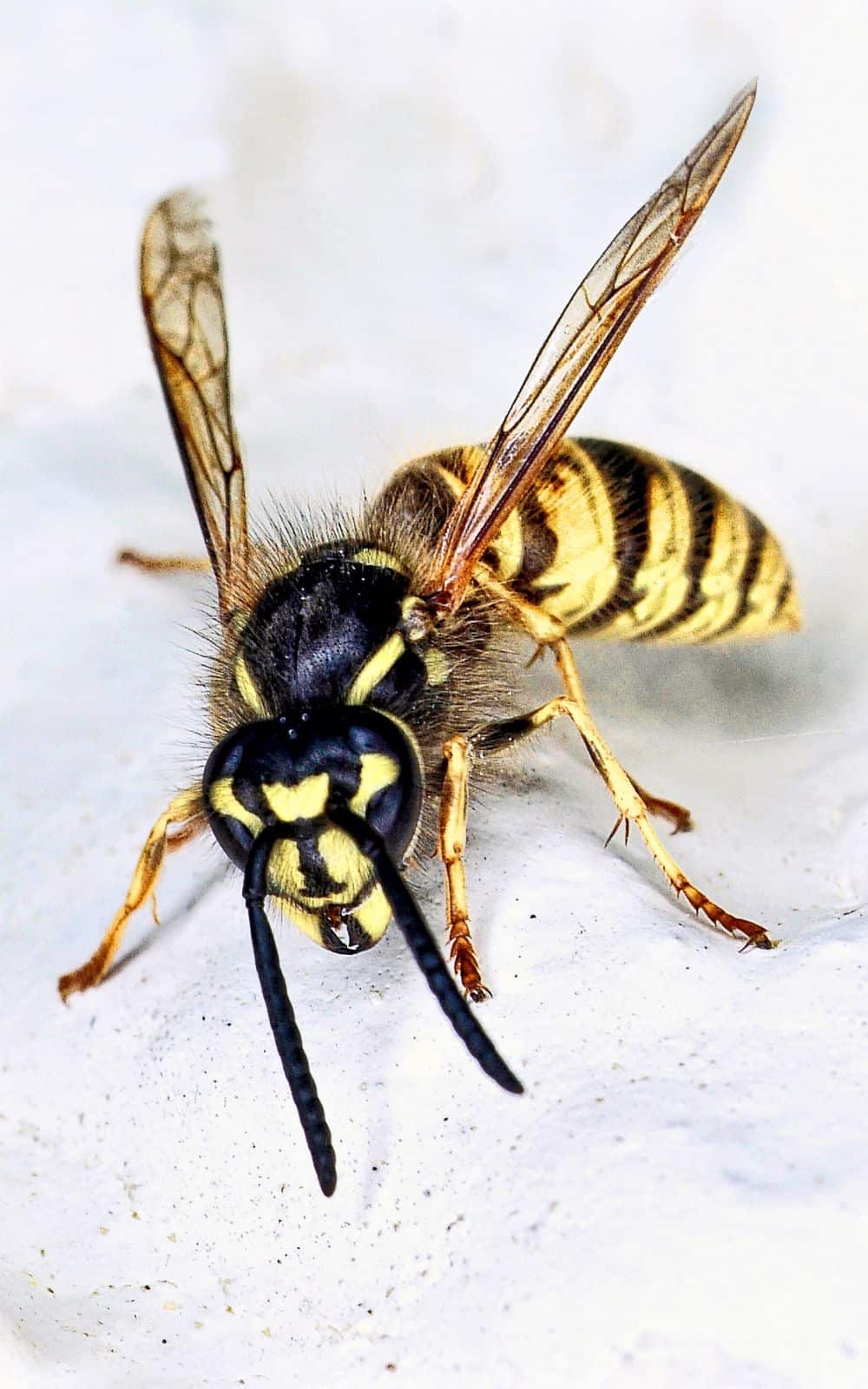 Wasp Spiritual Meaning