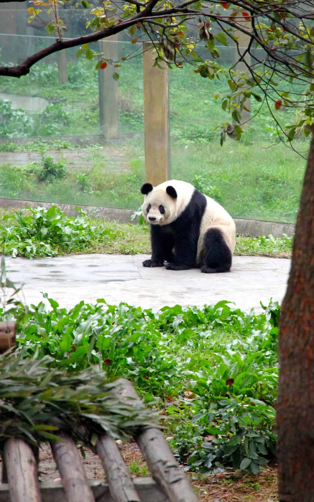 What Do Pandas Symbolize